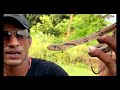 वनसुंदरी ! भारत का सबसे दुर्लभ और खूबसूरत सांप 🐍❤️🐍|#SnakeLover