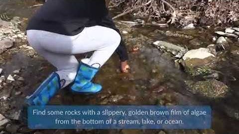 How to sample benthic diatoms