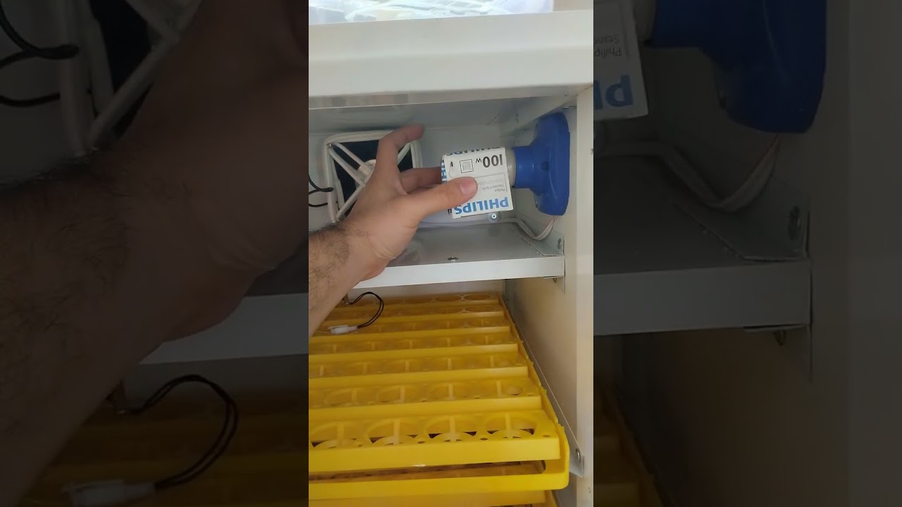 فقاسة 165 بيضة فول اوتوماتيك مع شرح نظام الوجبات و نظام القرية بالتفصيل