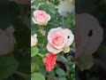 flowers in my garden #viral #nature ##viralvideo