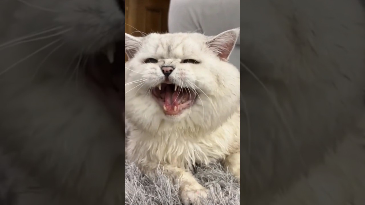 Funny cats video ♥️😂 