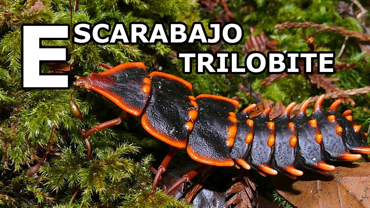 El misterio de la larva trilobite | Biología de la A a la Z: Escarabajo trilobite