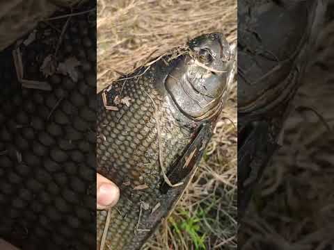 Огромный хариус на р. Ангара