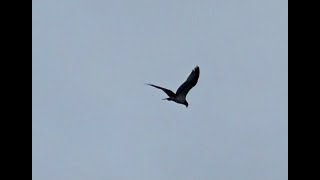 Osprey Hover - Hawk I D By Behavior