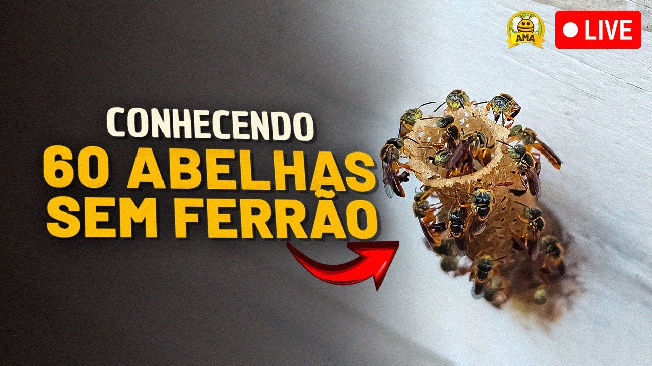 Conhecendo 60 ESPÉCIES de abelhas SEM FERRÃO 🐝