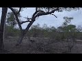 Leopard karula and her Cups gets Chased by wildDogs [Sunset Drive Oct 13, 2016 ]