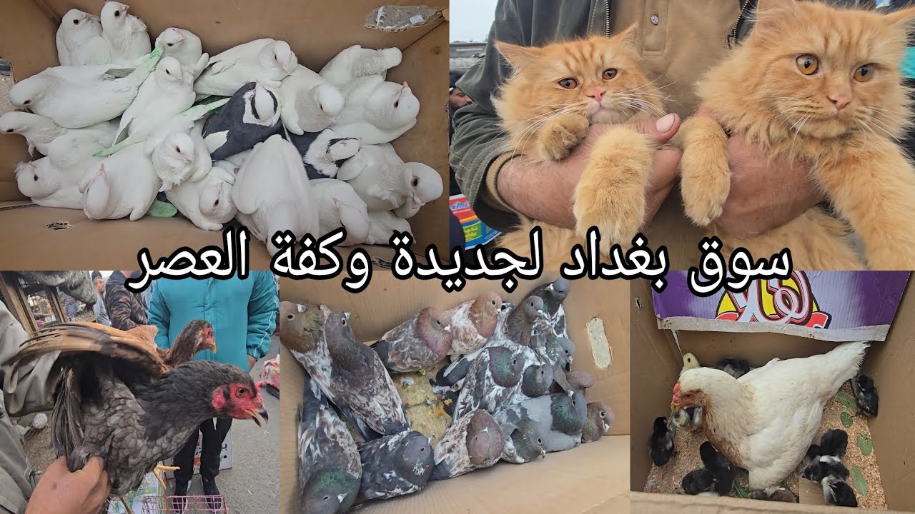 سوق بغداد لجديده وكفة العصر اهل الكراتين والخانات والجنابيز 2024/12/29