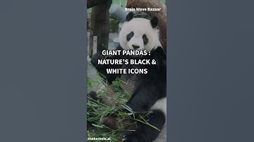 "Why Pandas Are ADORABLE & Endangered! 🐼💚 #Shorts"
