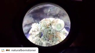 Smokus Focus Jar Closeup - Very Cool