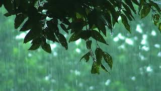 Deep Sleep With Best Rain Sounds | Natural Rain On Forest Leaves For Heal Insomnia