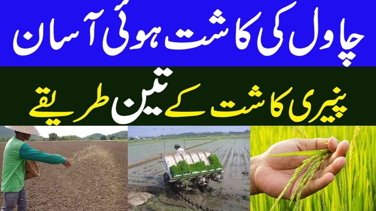 How To Grow Rice | Methods of Planting Rice | چاول کی کاشت کے طریقے ...