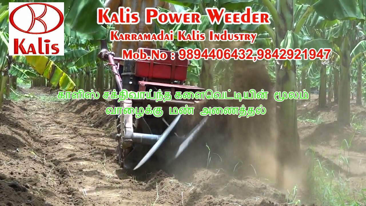 வாழைக்கு மண் அணைத்தல்  காளீஸ் களை வெட்டி