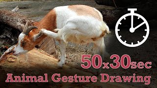 Animal Drawing References #33 - 50x30sec poses - Goat Animal Drawing References #33 - 50x30sec poses - Goat