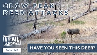 Crow Peak Deer Attacks - That Was A Close One!