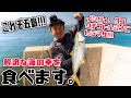 【感動】道路からヒラマサが釣れる島に行ってきた!