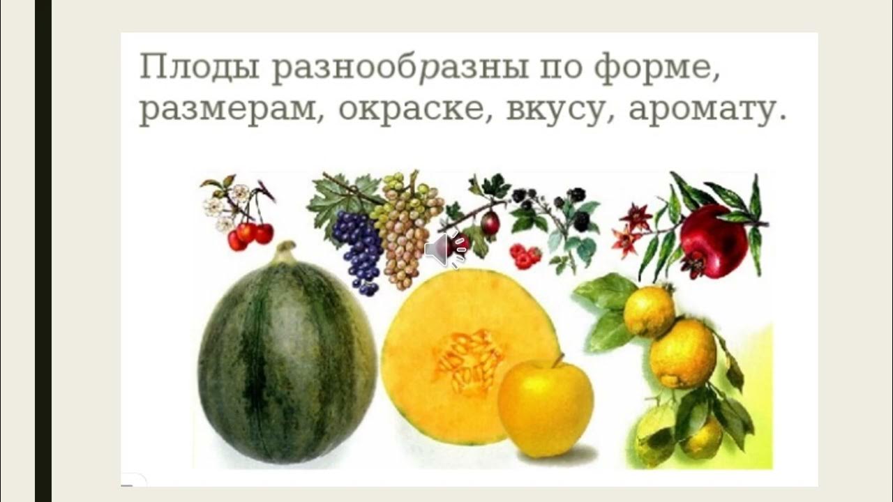 Ягоды семена овощей