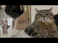 Котик Шнапи танцует рядом с котами из мемов