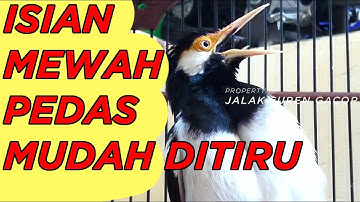 Jalak Suren Full Isian MEWAH PEDAS Untuk Pancingan dan Masteran Jalak Kurang Gacor Agar Cepat Gacor