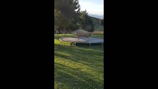 Sheep Loves to Bounce on Trampoline - 998521