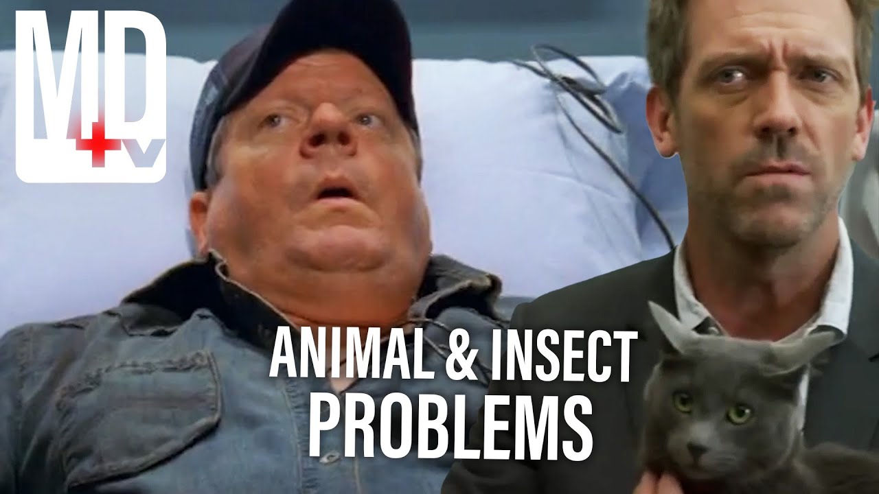 Animals and Insects Causing Problems | House M.D | MD TV