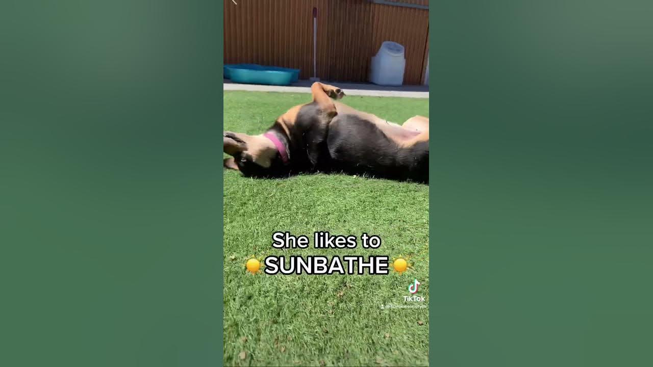 shirley-is-a-silly-love-bug-who-has-so-much-more-potential-shorts
