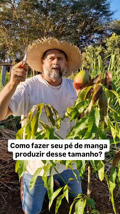 PÉ DE MANGA 🥭 #plantas #dicavaliosa #dicas #sabiadocampo #jardim #dica