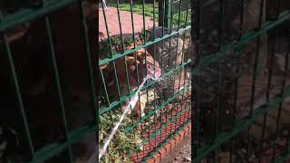 Douwe is gek geworden