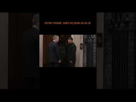 🐾 Чует пакость. Котик умный, ушёл из дома из-за Зе
