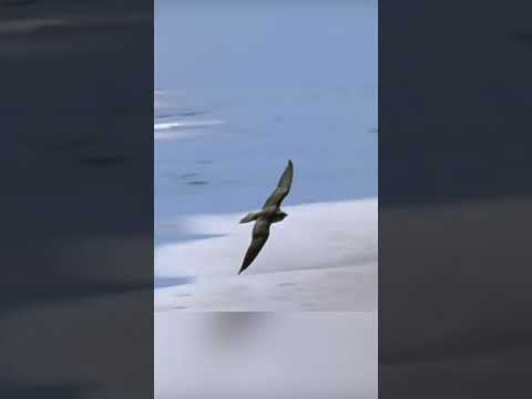 Видео: Является ли чекан птица?