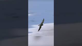 Peregrine falcon is the fastest bird on earth