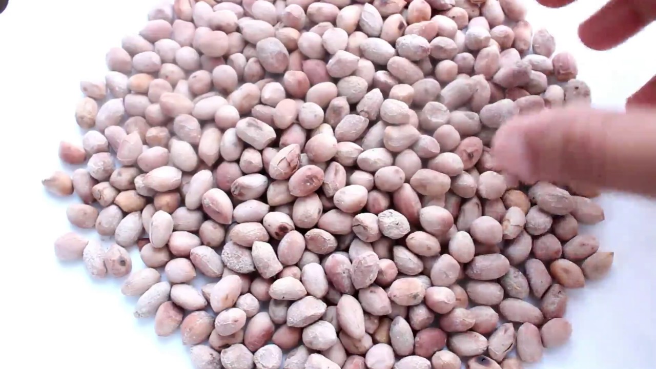 salted peanuts namkeen moongphalli नमकीन सिंगदाना