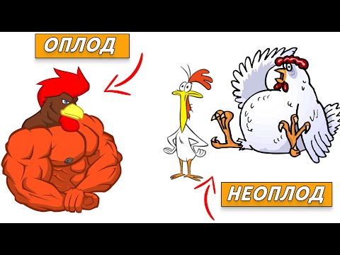 СЕКРЕТЫ ВЕТВРАЧА. Повышение оплодотворенности куриных яиц, чем вызван "неоплод", кормление петухов.