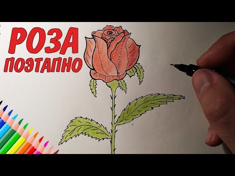 Как Нарисовать красивую РОЗУ поэтапно, Рисунки для детей и начинающих #drawings