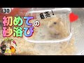 ハムスター♡初めて砂に触れて感動が隠せない｜砂浴び・砂遊び｜面白可愛い動物YouTuber 癒し動画 ペットチャンネル830