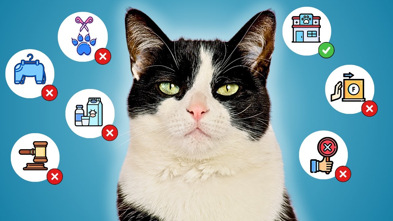 NE RADI JOJ OVO! ( 7 smrtnih grešaka prema mački)