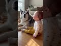 Baby Discovers Howling With a Husky#viral #funny #crazy