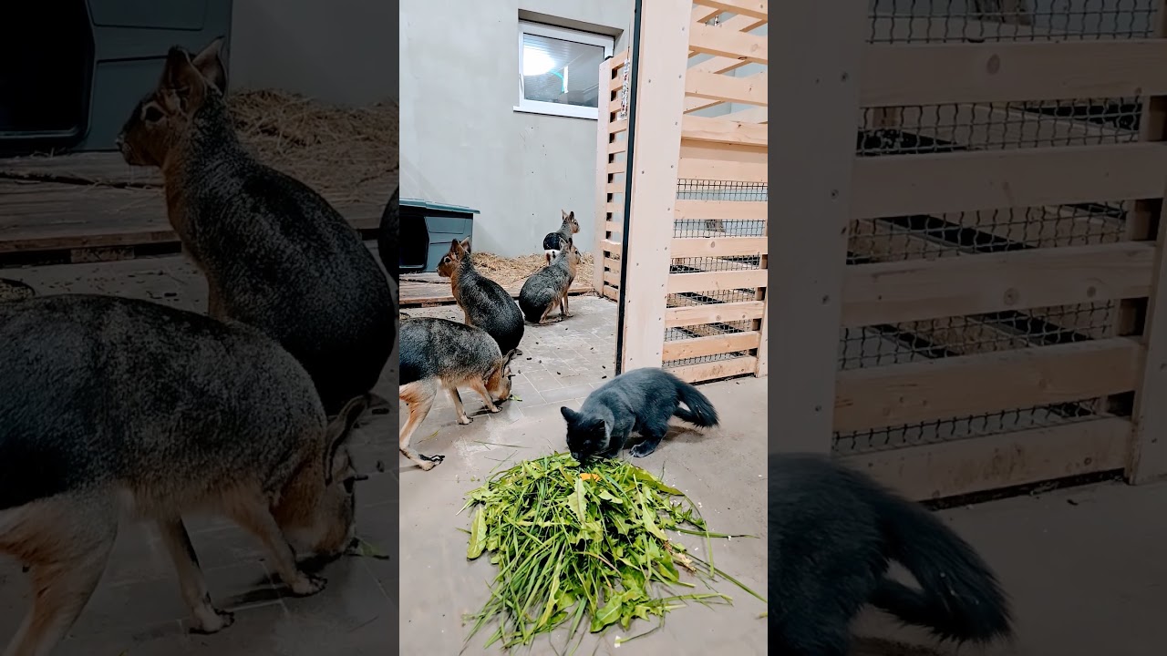 Kitten Grey and Patagonian mara Braveheart.