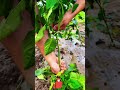 Want More Peppers Remember to Pinch Off Suckers on Time! ✨🙌🌱