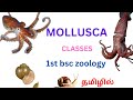 BscZoology mollusca classification in tamil aplacophora monoplacophora polyplacophora gastropoda etc