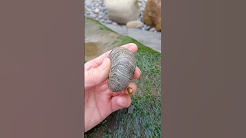 The underrated Gryphaea fossil also known as devils toenails! #shorts #fossils #fossilhunting #shell