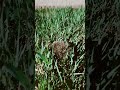 Jeż w trawie | hedgehog in the grass 🦔 #jeż #zwierzęta #przyroda #hedgehog #wiosna #dzikiezwierzęta