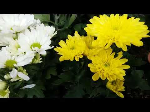 Colorful Tropical Flowers Asteraceae Bunga  Daisy Aster  