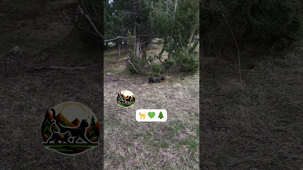 Cats Exploring Nature 🐈💚