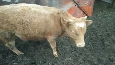 Почему бычок не ест корм!!!