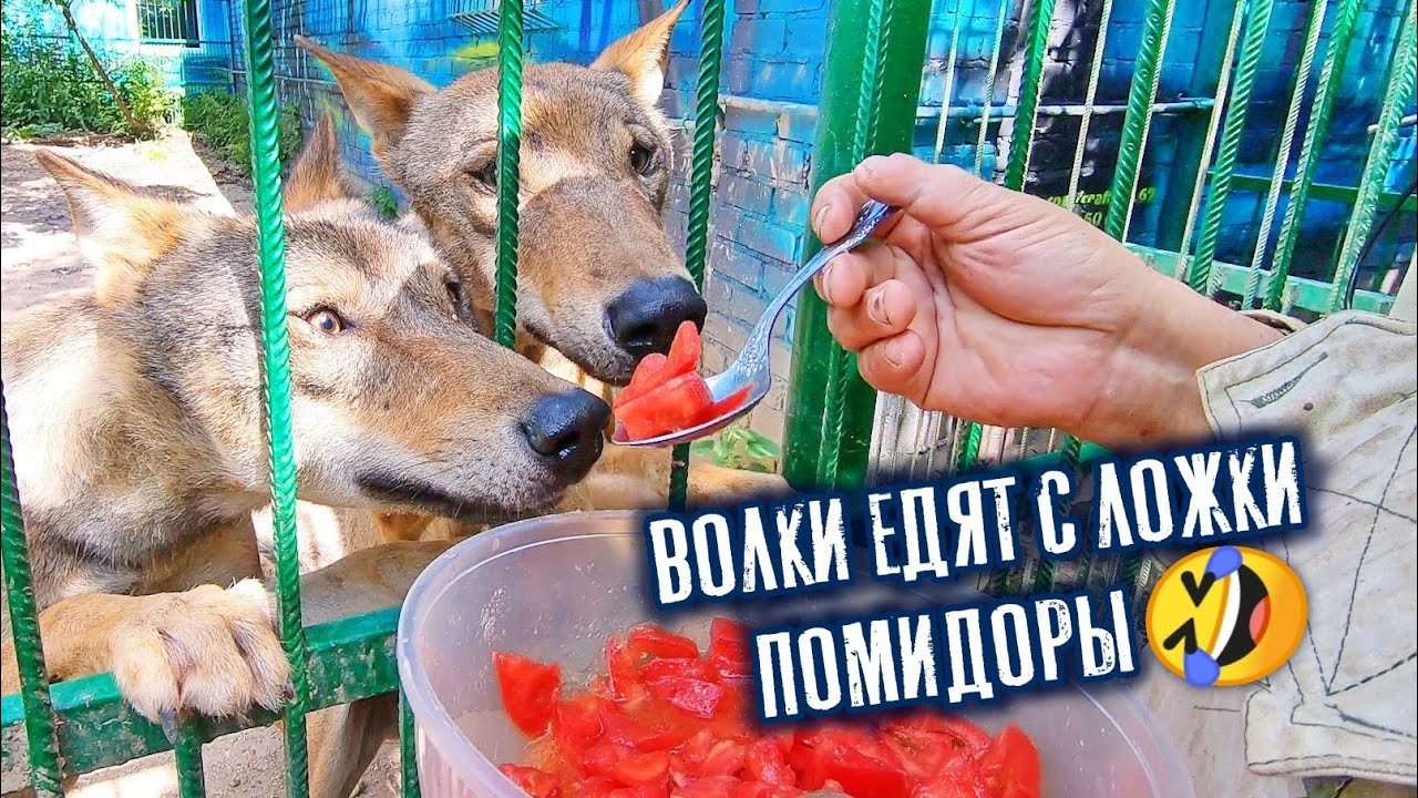 Волки едят с ложки Азербайджанские помидоры🤣 - YouTube