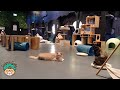 Catoro cafe  vancouver cat cafe live stream