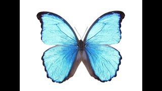 How-To Pin and Mount Blue Morphos (didius, menelaus, etc)