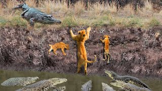 Brave Mother! Mother Lion Sacrifices Herself to Save Her Cubs From Angry Crocodile