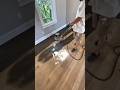 Hardwood Floor Refinish: Applying a Rich Dark Stain #diy #qualityflooring #hardwoodflooring