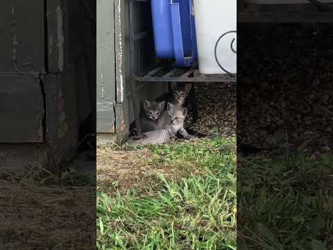 Watch them freeze! #cat #cats #kitten #kittens #kitty #kittycat #catshorts #cats #catlover #catlover